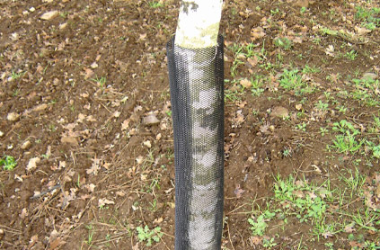 Gaine de protection tronc contre les rongeurs Gaine de protection tronc contre les rongeurs