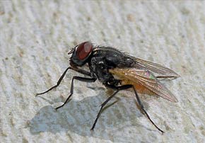 mouche éliminé par de l'insecticide
