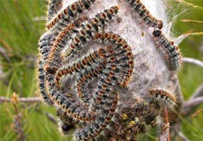 lutter contre les chenilles processionnaires du pin